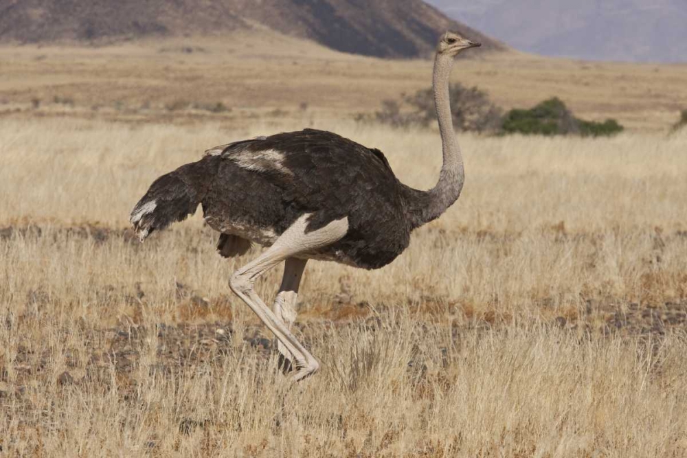 Wall Art Painting id:136538, Name: Ostrich, Namib Naukluft NP, Namib Desert, Namibia, Artist: Young, Bill