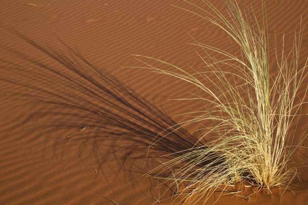 Wall Art Painting id:136257, Name: Tuft of grass in the Namib Desert, Namibia, Artist: Young, Bill