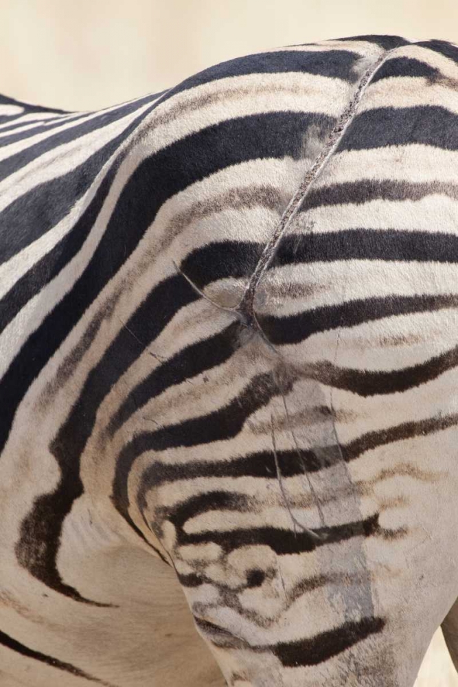 Wall Art Painting id:130115, Name: Namibia, Etosha NP Zebras scarred hind end, Artist: Kaveney, Wendy