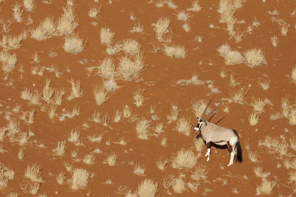 Wall Art Painting id:130399, Name: Namibia, Namib-Naukluft , Sossusvlei Lone oryx, Artist: Kaveney, Wendy