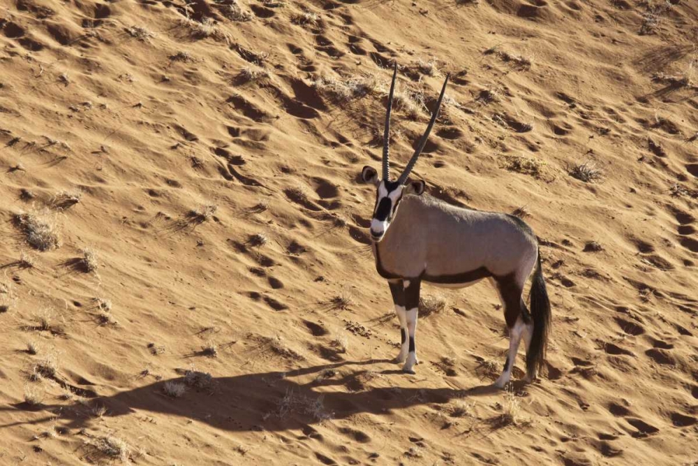 Wall Art Painting id:130400, Name: Namibia, Namib-Naukluft , Sossusvlei Lone oryx, Artist: Kaveney, Wendy