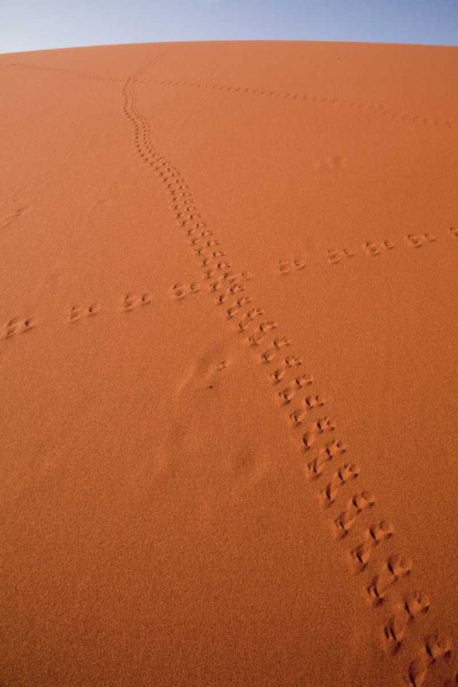 Wall Art Painting id:130613, Name: Namibia, Sossusvlei Animal tracks on a sand dune, Artist: Kaveney, Wendy