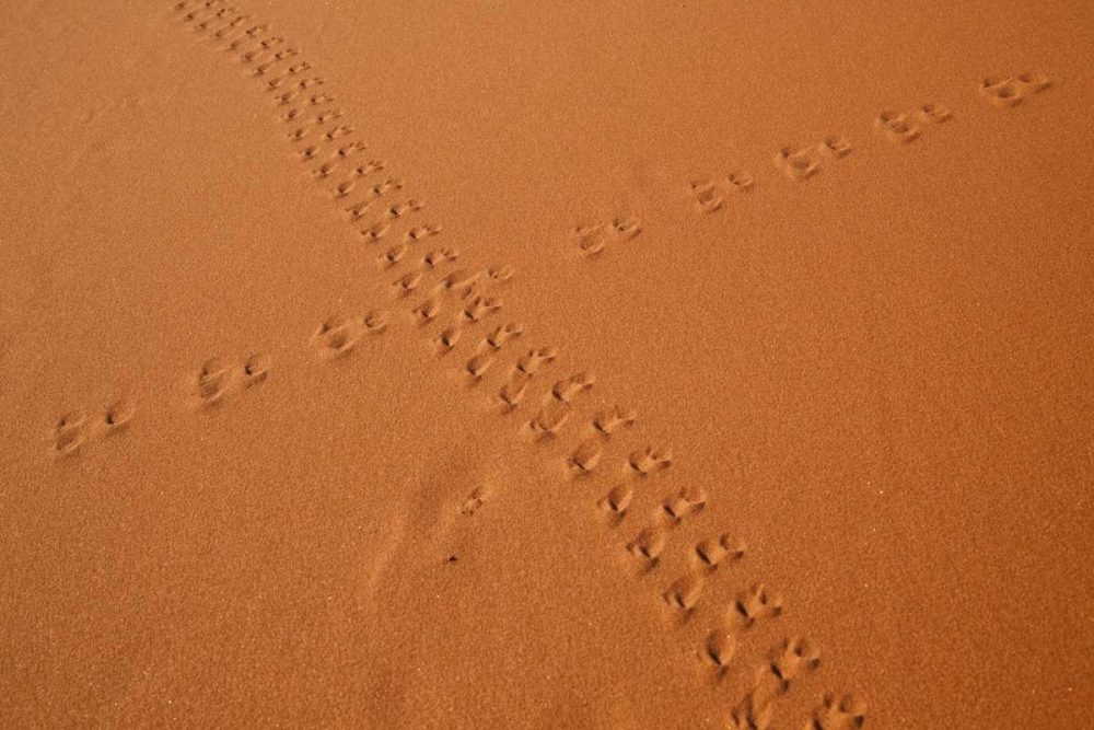 Wall Art Painting id:130614, Name: Namibia, Sossusvlei Animal tracks on a sand dune, Artist: Kaveney, Wendy