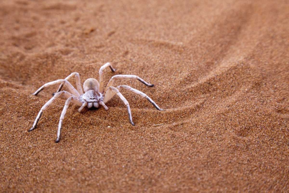 Wall Art Painting id:130307, Name: Namibia, Sossusvlei Dancing white lady spider, Artist: Kaveney, Wendy