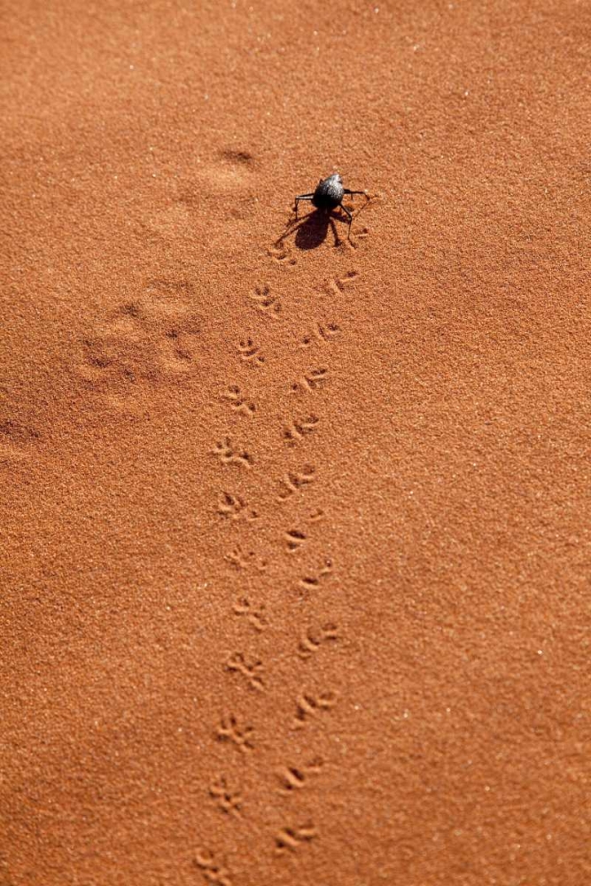 Wall Art Painting id:130043, Name: Namibia, Sossusvlei A beetle makes tracks, Artist: Kaveney, Wendy