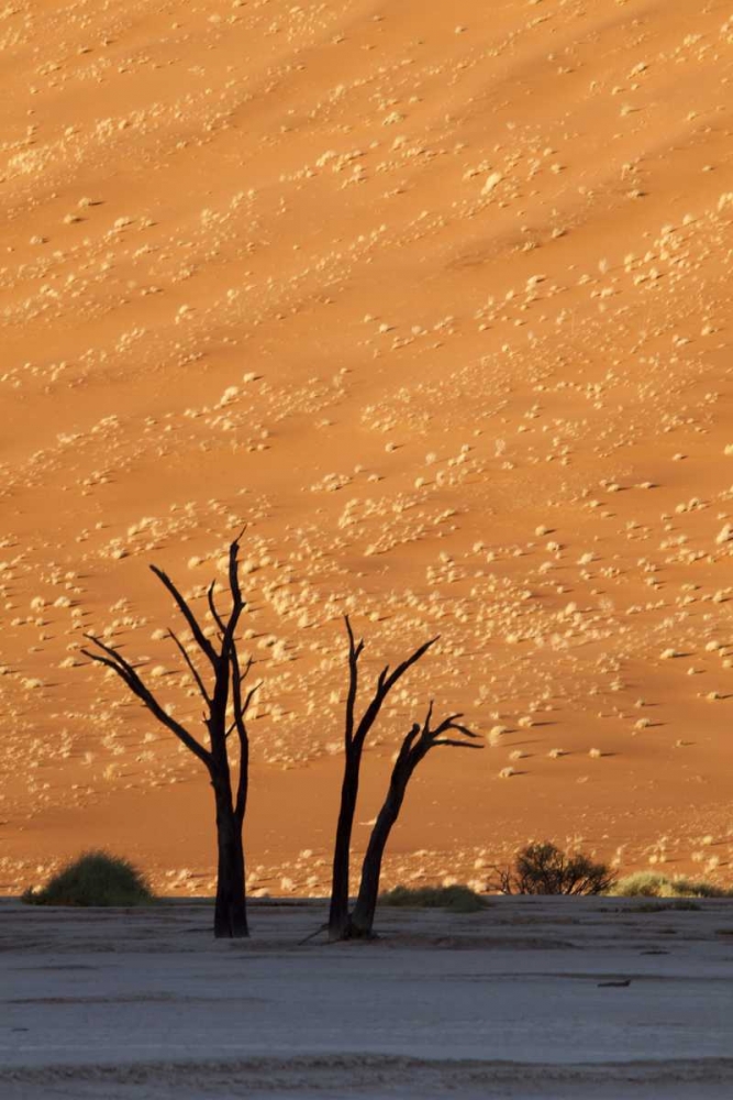 Wall Art Painting id:130317, Name: Namibia, Sossusvlei Dead trees with sand dune, Artist: Kaveney, Wendy