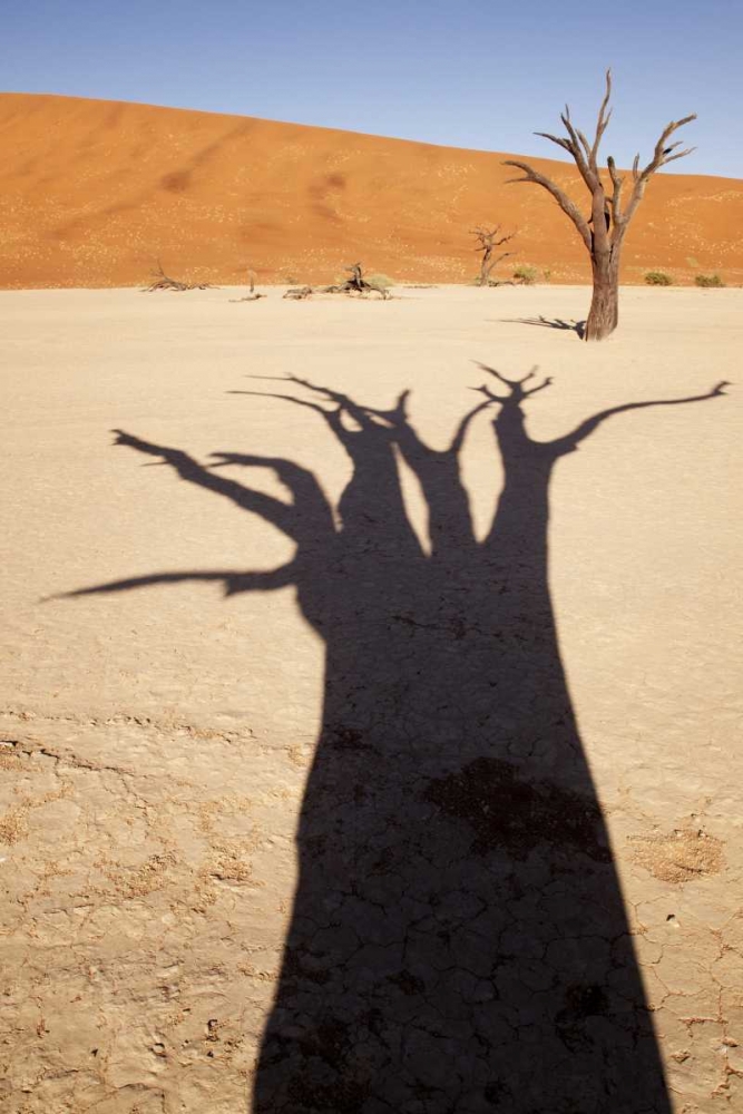 Wall Art Painting id:130106, Name: Namibia, Sossusvlei Dead tree casts shadow, Artist: Kaveney, Wendy