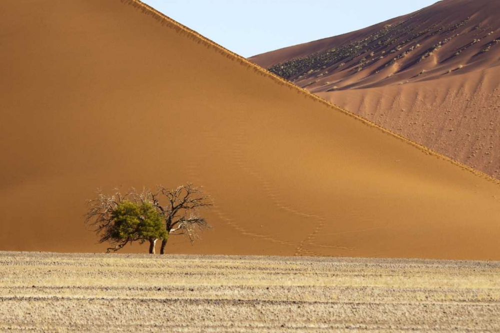 Wall Art Painting id:130104, Name: Namibia, Sossusvlei Contrasting sand dunes, Artist: Kaveney, Wendy