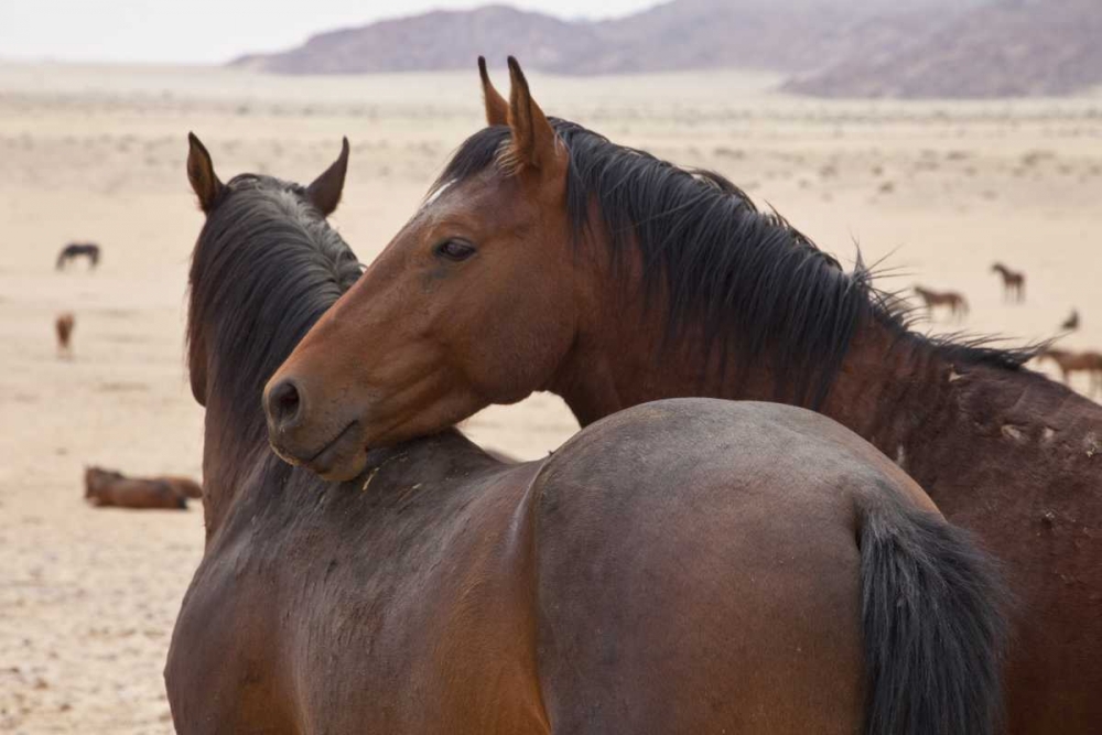 Wall Art Painting id:136236, Name: Namibia, Garub Two feral horses interact, Artist: Young, Bill