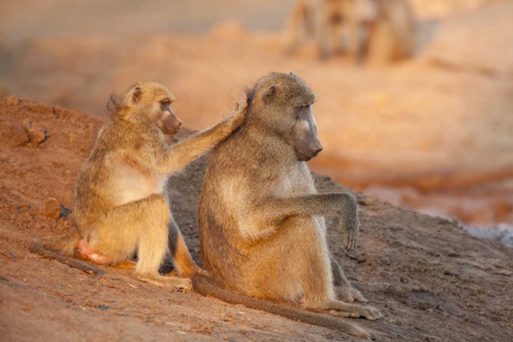 Wall Art Painting id:129876, Name: Botswana Two grooming baboons, Artist: Kaveney, Wendy