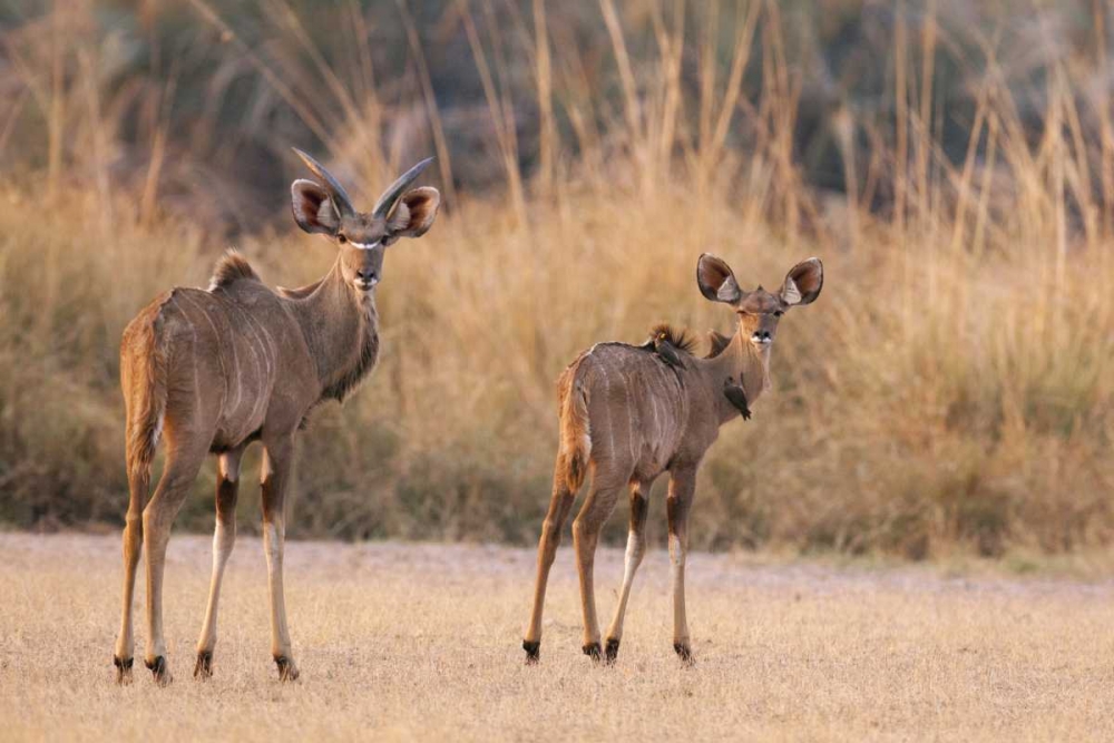 Wall Art Painting id:129922, Name: Namibia, Caprivi Strip A pair of kudu, Artist: Kaveney, Wendy