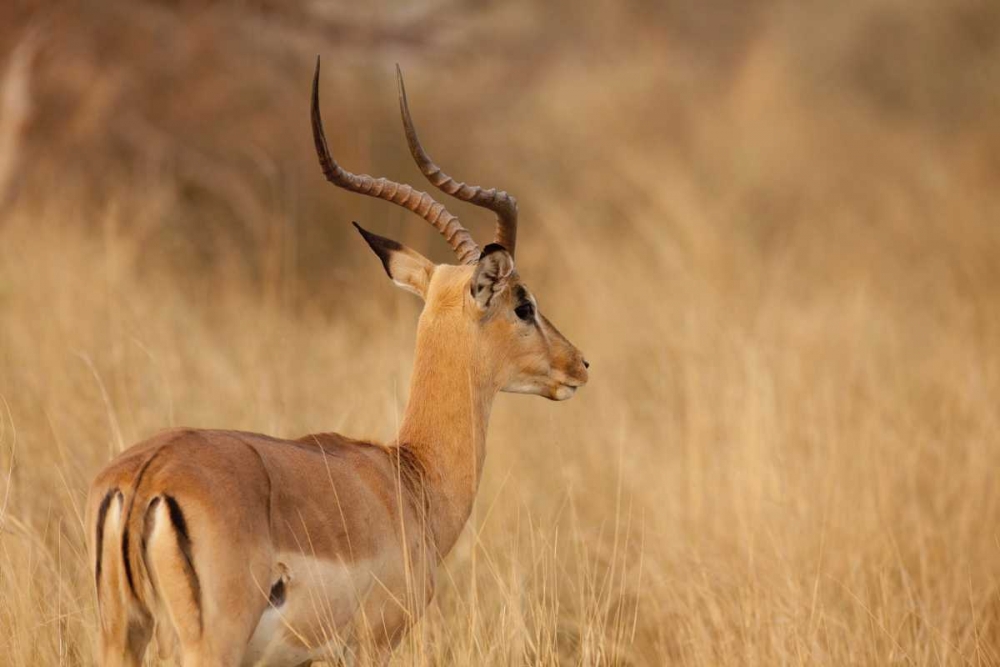 Wall Art Painting id:130172, Name: Namibia, Caprivi Strip Impala in tall grass, Artist: Kaveney, Wendy