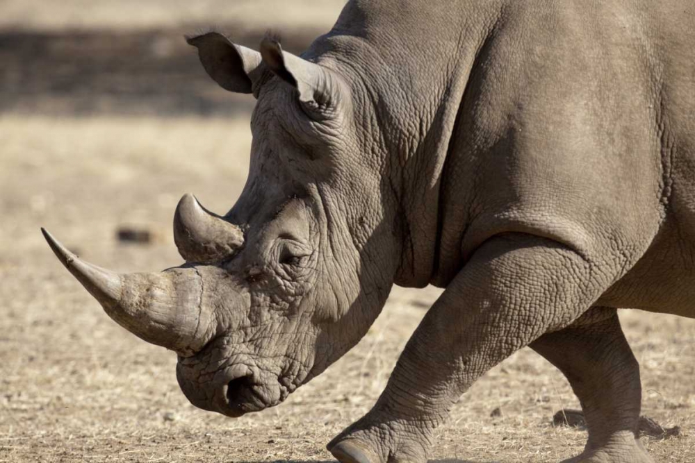 Wall Art Painting id:129889, Name: Namibia, Windhoek White rhinoceros, Artist: Kaveney, Wendy