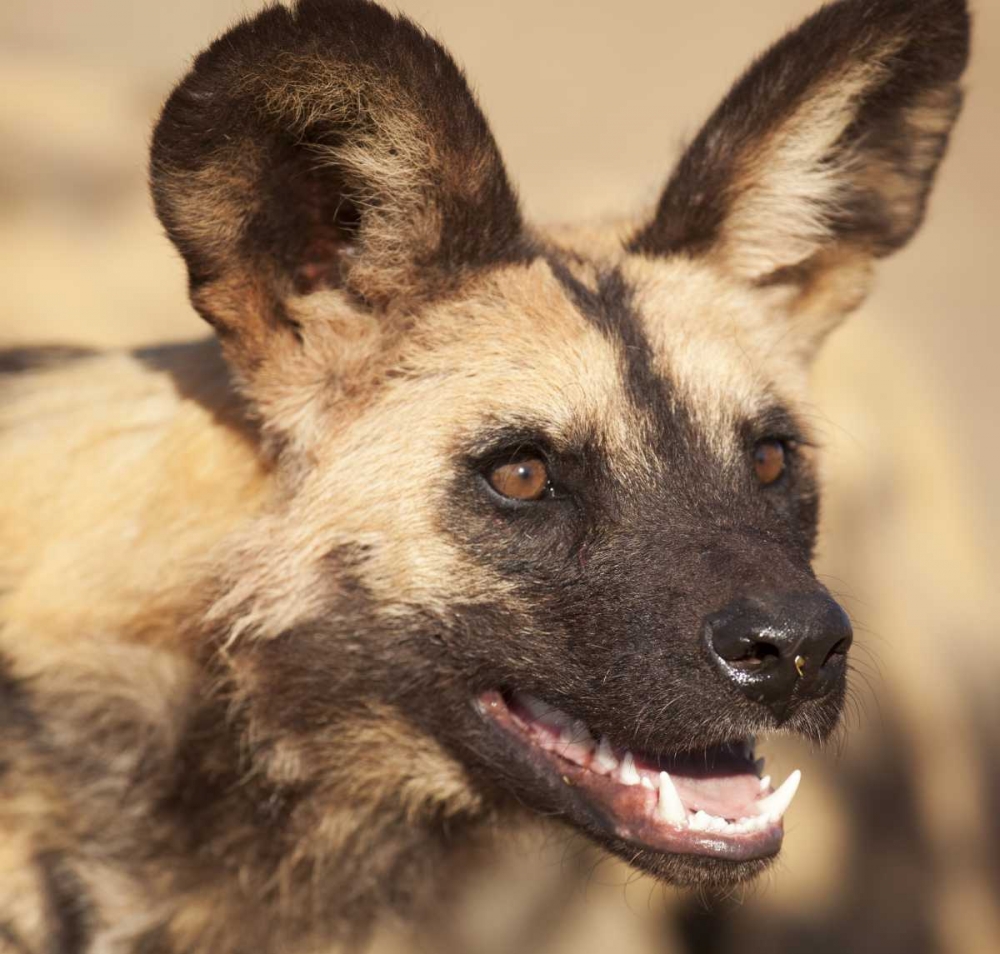 Wall Art Painting id:129883, Name: Namibia, Harnas African wild dog, Artist: Kaveney, Wendy