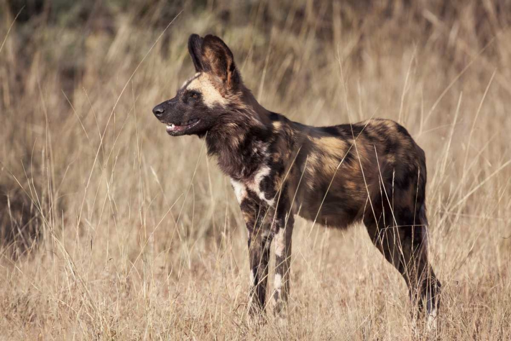 Wall Art Painting id:130001, Name: Namibia, Harnas Side An African wild dog, Artist: Kaveney, Wendy