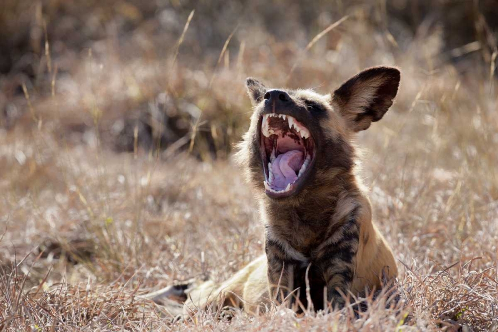 Wall Art Painting id:129890, Name: Namibia A yawning African wild dog, Artist: Kaveney, Wendy