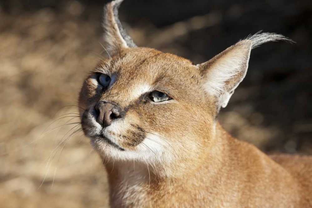 Wall Art Painting id:129918, Name: Namibia, Harnas Portrait of a caracal, Artist: Kaveney, Wendy