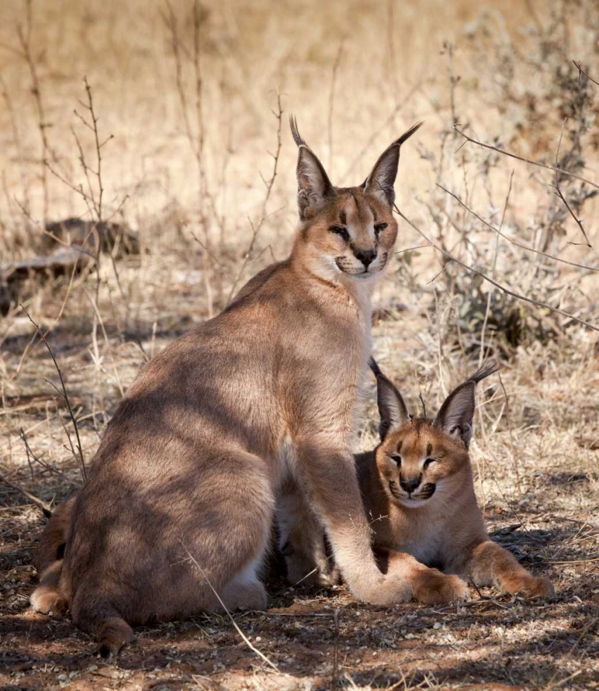 Wall Art Painting id:129873, Name: Namibia, Harnas Caracal pair, Artist: Kaveney, Wendy