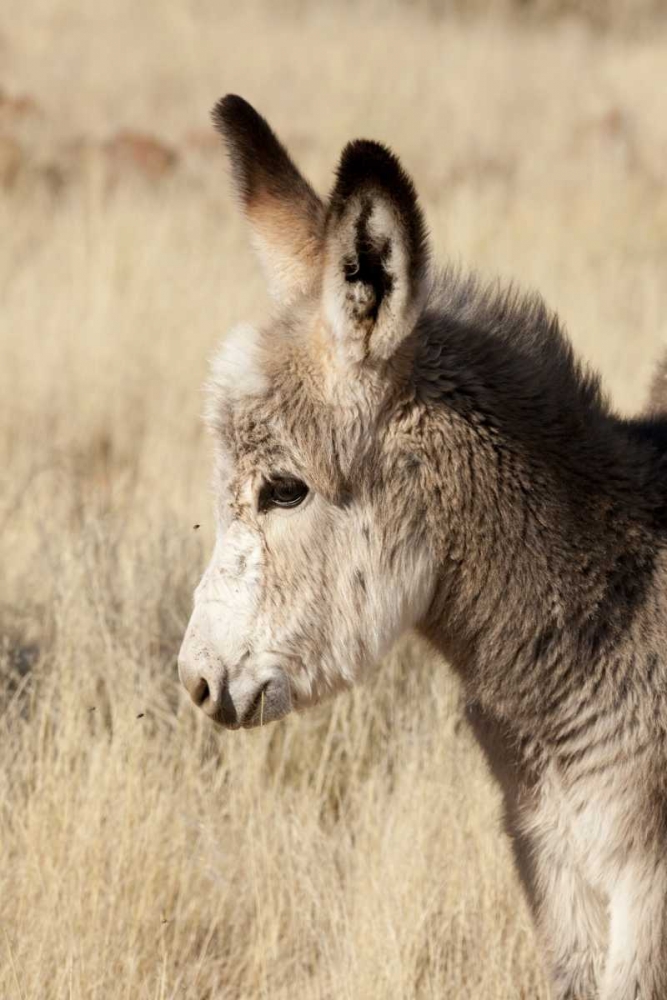 Wall Art Painting id:129983, Name: Namibia, Torras Conservancy Young donkey, Artist: Kaveney, Wendy