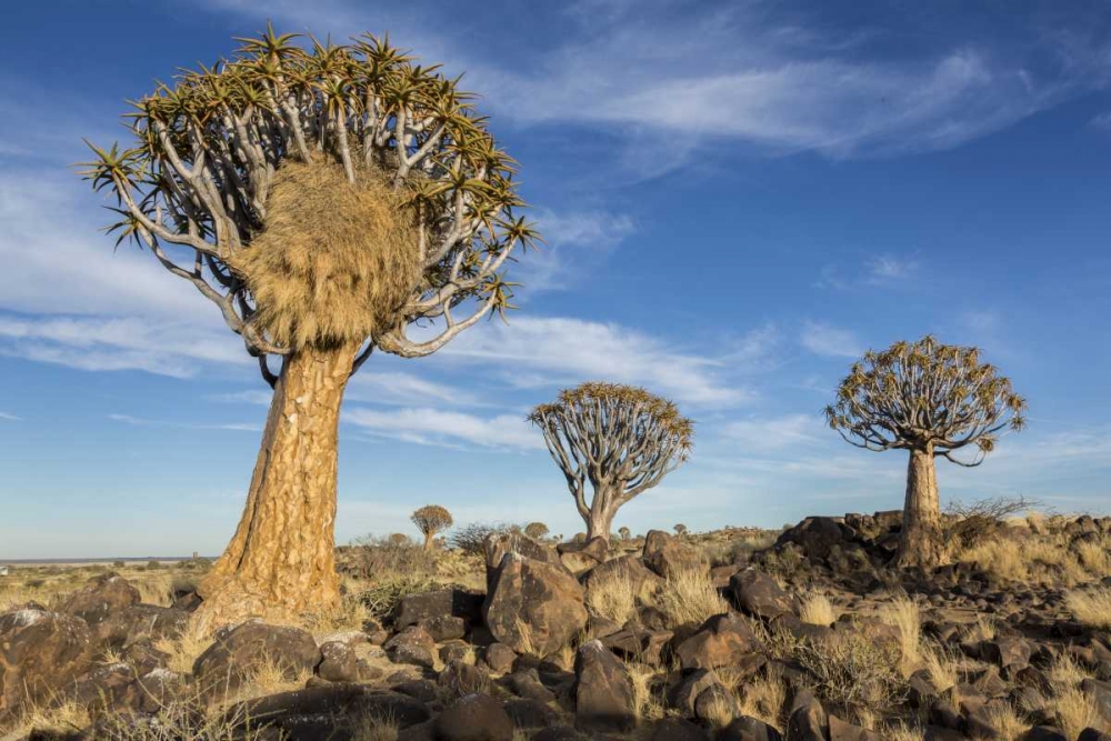 Wall Art Painting id:130008, Name: Africa, Namibia Quiver trees and boulders, Artist: Kaveney, Wendy