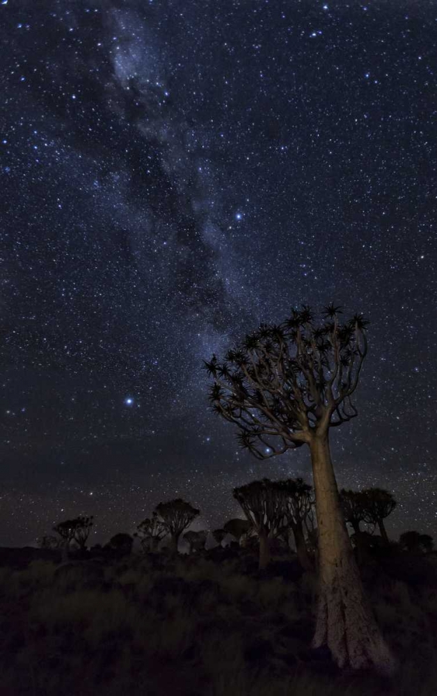 Wall Art Painting id:130122, Name: Namibia Milky Way and quiver trees at night, Artist: Kaveney, Wendy