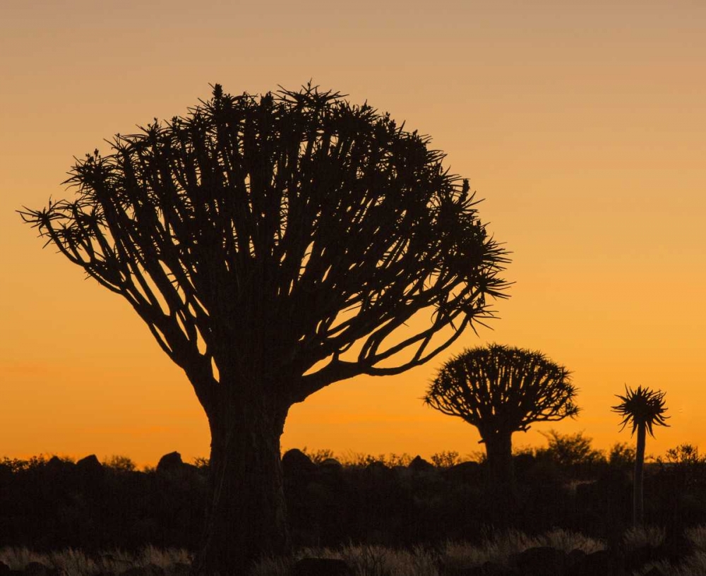 Wall Art Painting id:129973, Name: Africa, Namibia Quiver trees at twilight, Artist: Kaveney, Wendy