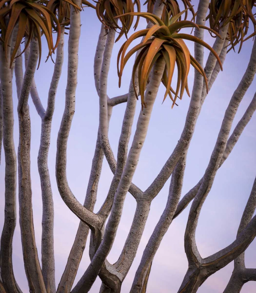 Wall Art Painting id:129942, Name: Africa, Namibia Close-up of quiver tree, Artist: Kaveney, Wendy