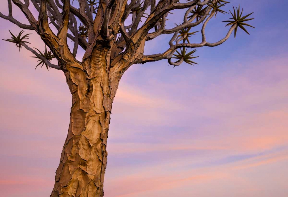 Wall Art Painting id:129943, Name: Africa, Namibia Close-up of quiver tree, Artist: Kaveney, Wendy