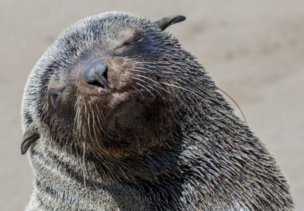 Wall Art Painting id:130014, Name: Africa, Namibia, Cape Cross Cape fur seal, Artist: Kaveney, Wendy