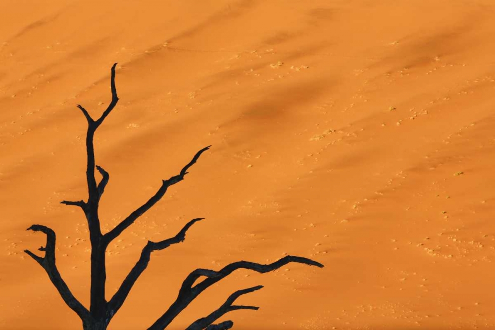 Wall Art Painting id:130412, Name: Namibia, Dead Vlei Tree branches and sand dune, Artist: Kaveney, Wendy