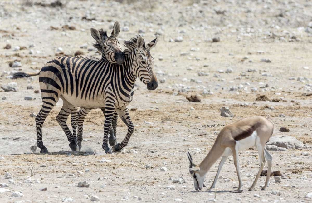 Wall Art Painting id:130438, Name: Africa, Namibia, Etosha NP Zebras and springbok, Artist: Kaveney, Wendy