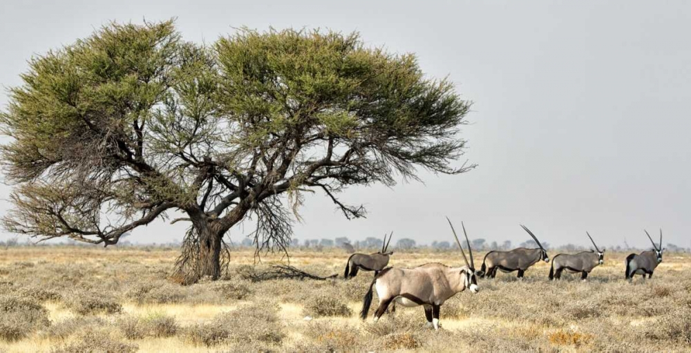 Wall Art Painting id:130253, Name: Africa, Namibia, Etosha NP Five Oryx and tree, Artist: Kaveney, Wendy