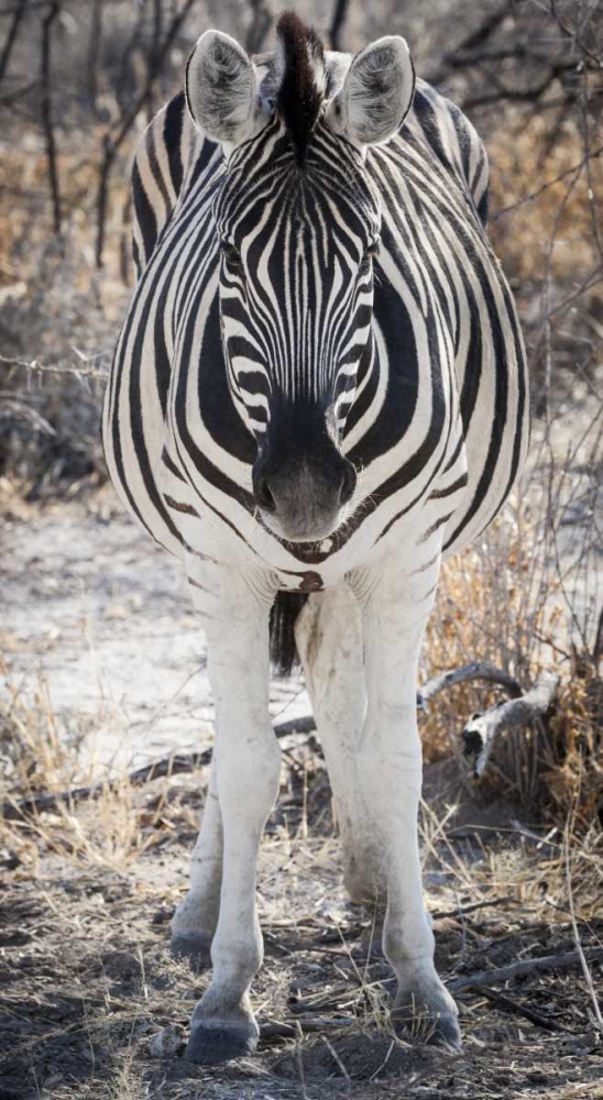 Wall Art Painting id:130186, Name: Africa, Namibia, Etosha NP Close-up of zebra, Artist: Kaveney, Wendy