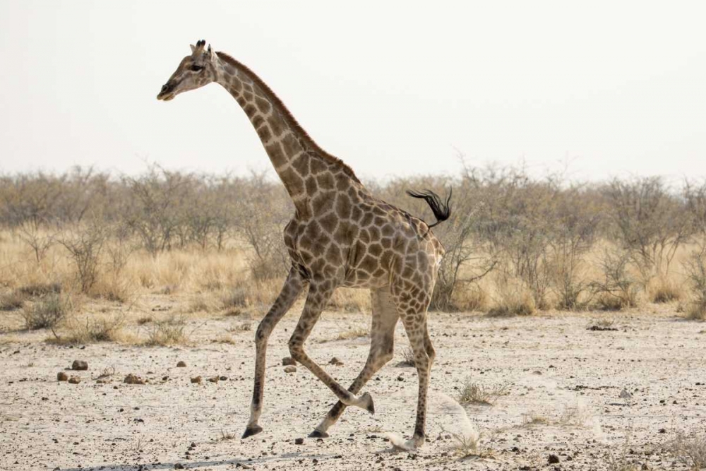 Wall Art Painting id:130059, Name: Africa, Namibia, Etosha NP Running giraffe, Artist: Kaveney, Wendy