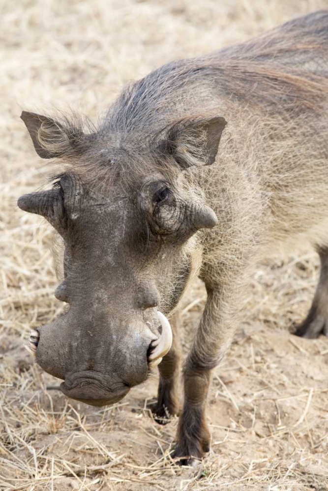 Wall Art Painting id:130545, Name: Africa, Namibia, Windhoek, Okapuka Ranch Warthog, Artist: Kaveney, Wendy