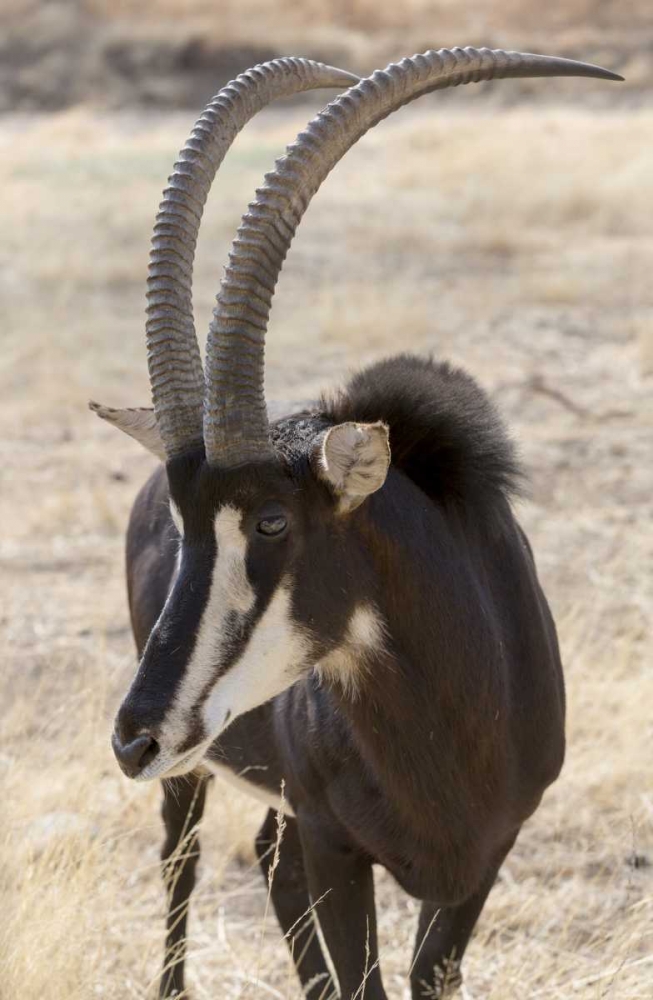 Wall Art Painting id:130457, Name: Namibia, Windhoek, Okapuka Ranch Sable antelope, Artist: Kaveney, Wendy