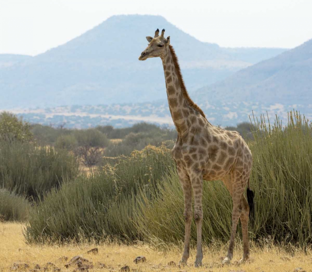 Wall Art Painting id:129905, Name: Namibia, Damaraland Solitary giraffe, Artist: Kaveney, Wendy