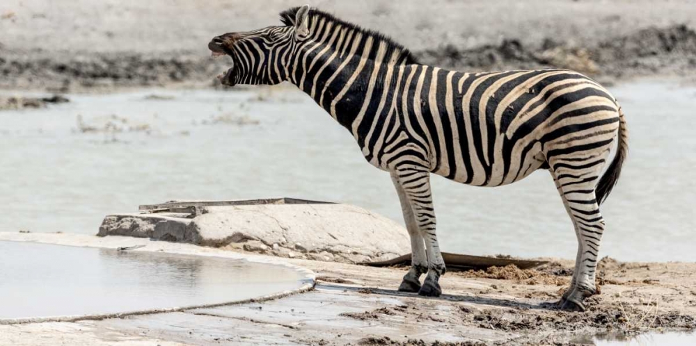 Wall Art Painting id:129974, Name: Africa, Namibia, Etosha NP Braying zebra, Artist: Kaveney, Wendy