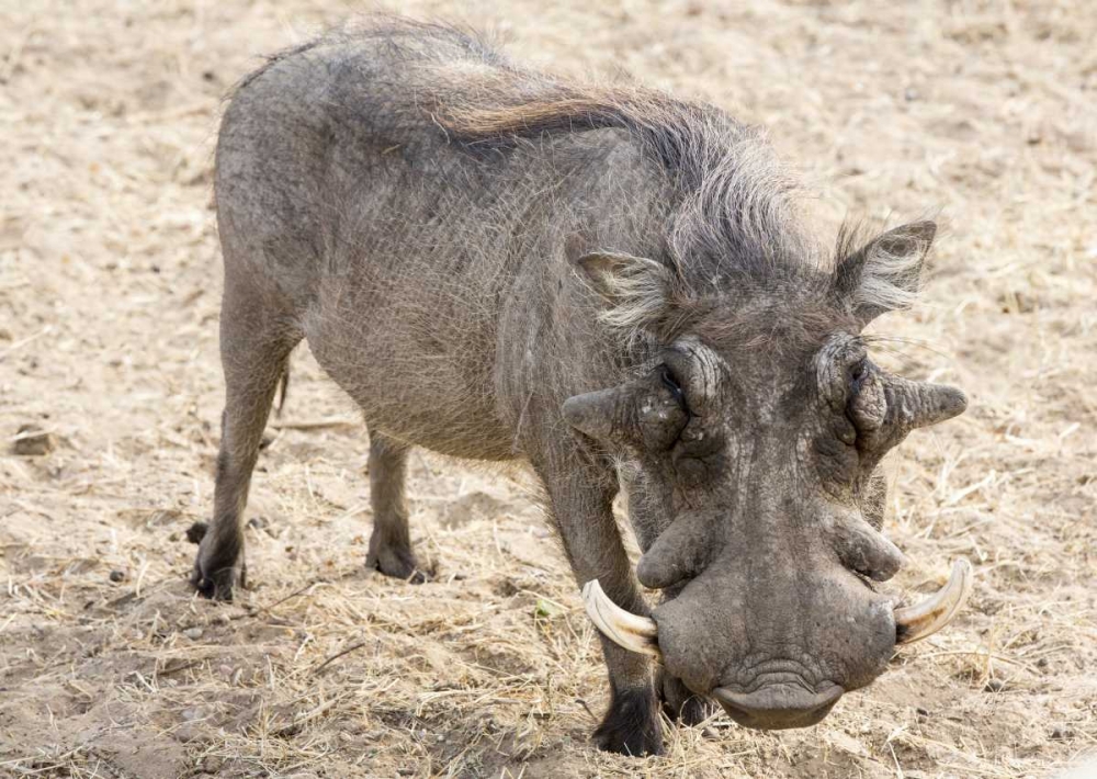 Wall Art Painting id:130546, Name: Africa, Namibia, Windhoek, Okapuka Ranch Warthog, Artist: Kaveney, Wendy