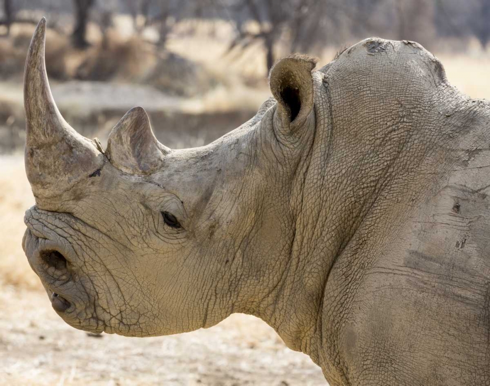 Wall Art Painting id:129957, Name: Namibia, Windhoek Rhinoceros in profile, Artist: Kaveney, Wendy