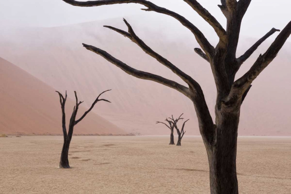 Wall Art Painting id:130463, Name: Namibia, Namib-Naukluft, Deadvlei Misty Morning, Artist: Kaveney, Wendy