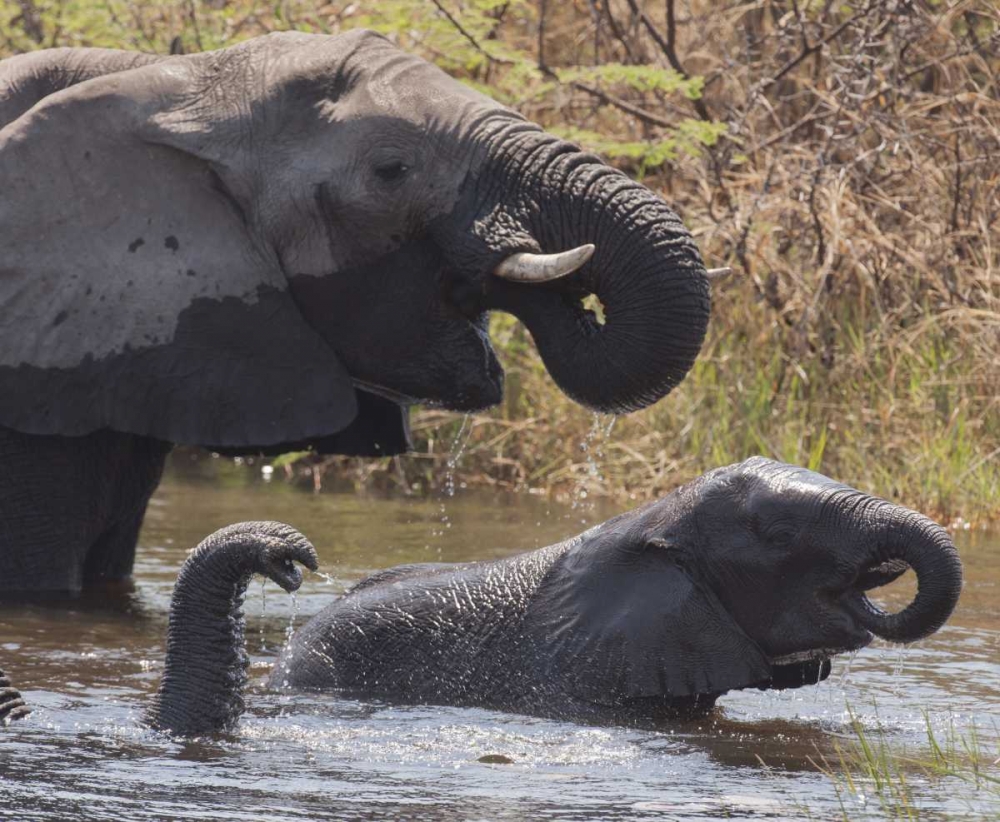 Wall Art Painting id:130283, Name: Namibia, Caprivi, Mudumu NP Elephants bathing, Artist: Kaveney, Wendy