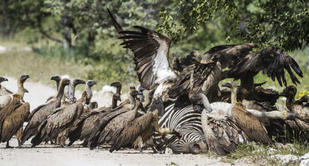 Wall Art Painting id:136326, Name: Namibia, Etosha NP Vultures on zebra carcass, Artist: Young, Bill