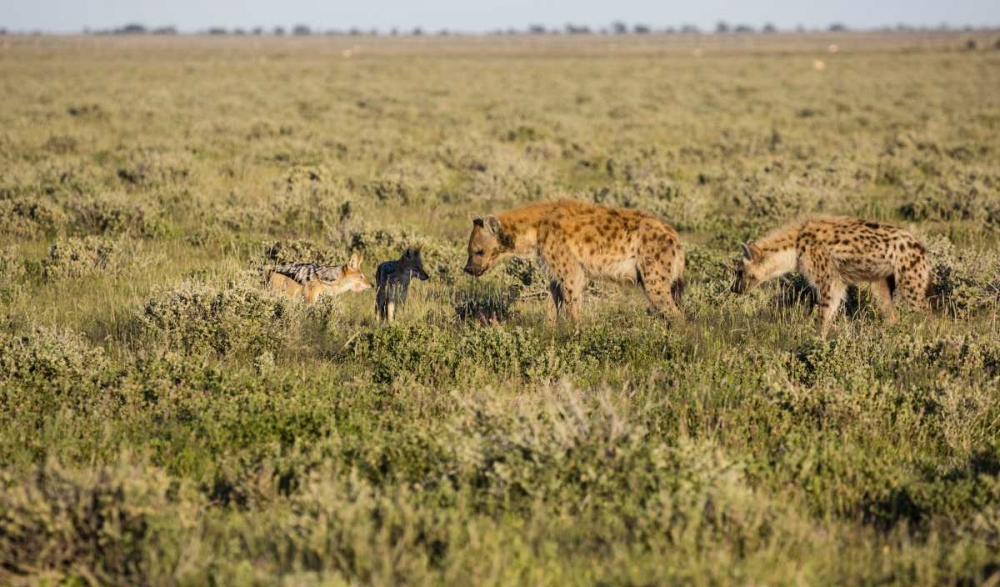 Wall Art Painting id:136452, Name: Namibia Hyenas and black-backed jackals eating, Artist: Young, Bill