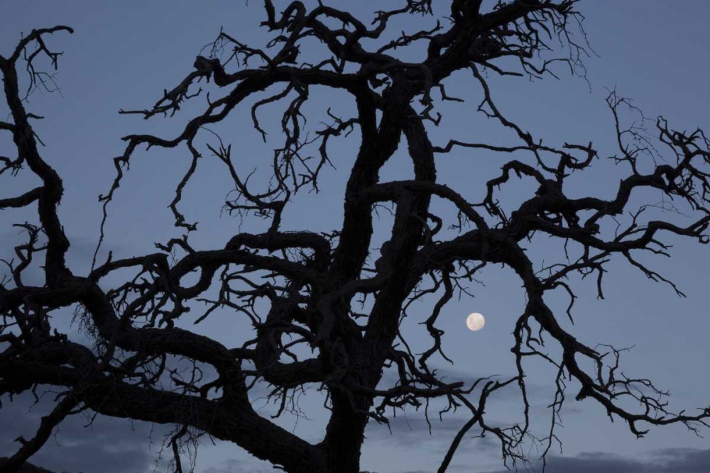Wall Art Painting id:136358, Name: Africa, Namibia Tree silhouette and full moon, Artist: Young, Bill
