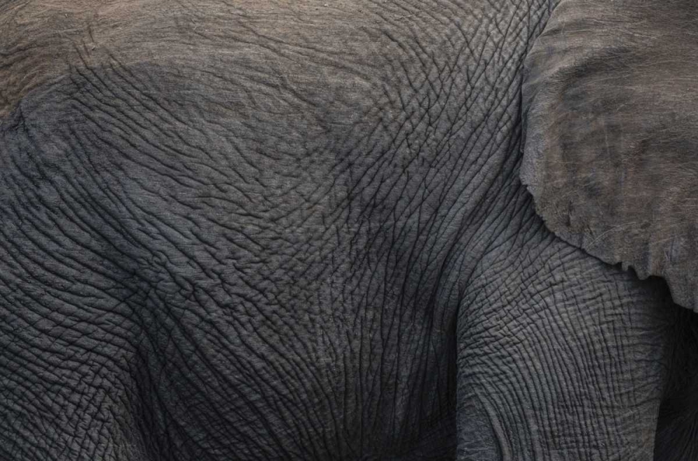 Wall Art Painting id:136327, Name: Namibia, Etosha NP Textured hide of elephant, Artist: Young, Bill