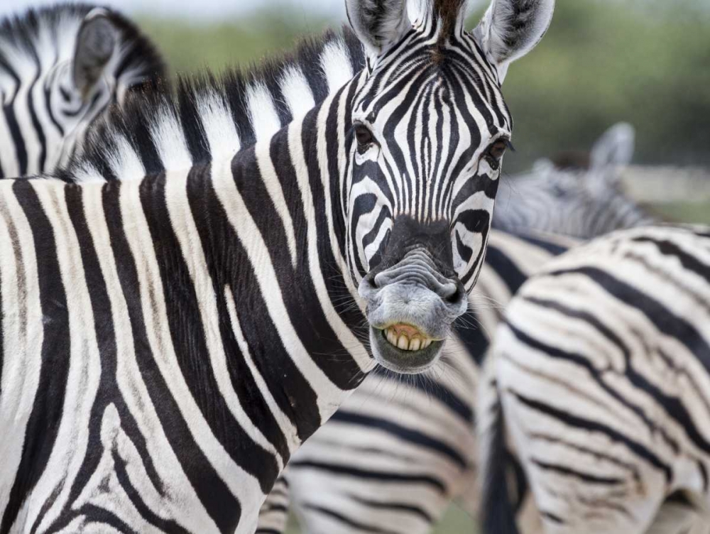 Wall Art Painting id:136262, Name: Namibia, Etosha NP Zebra looking at camera, Artist: Young, Bill