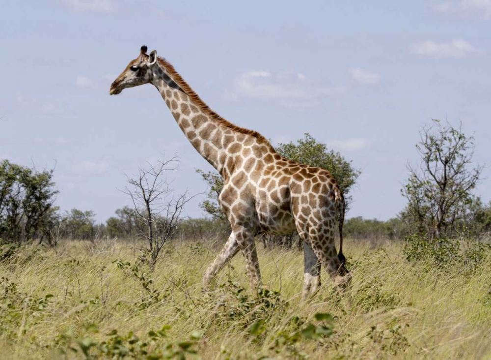 Wall Art Painting id:136531, Name: Namibia, Etosha NP Giraffe walking through grass, Artist: Young, Bill