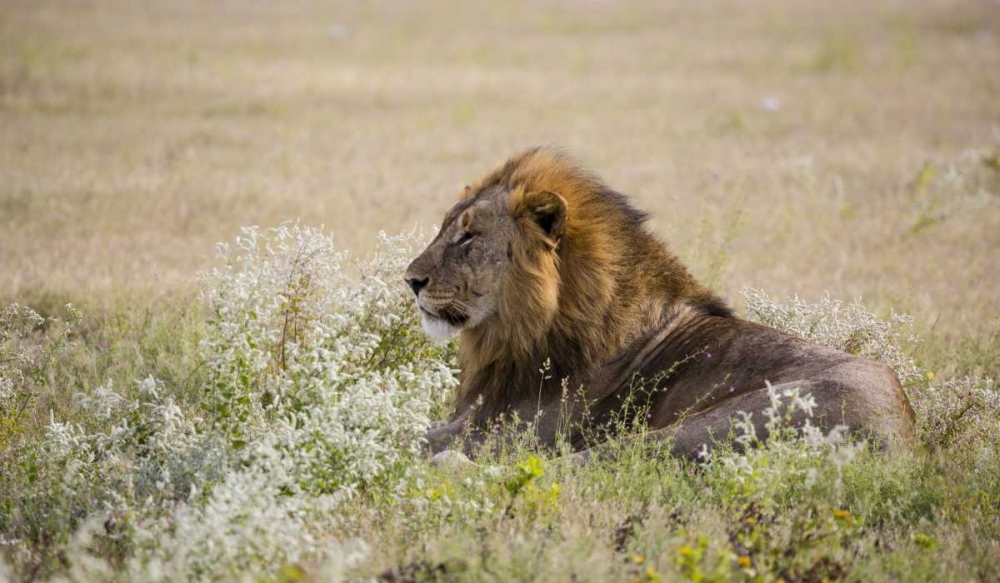 Wall Art Painting id:136263, Name: Namibia, Etosha NP Adult male lion resting, Artist: Young, Bill