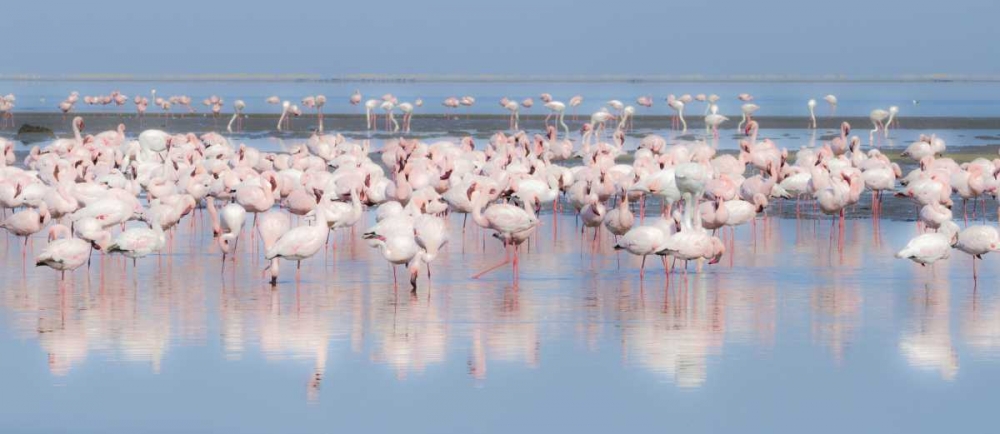 Wall Art Painting id:136426, Name: Namibia, Walvis Bay Group of greater flamingos, Artist: Young, Bill
